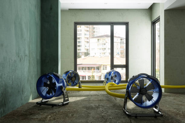 Best Mold removal after water damage  in Lomita, CA